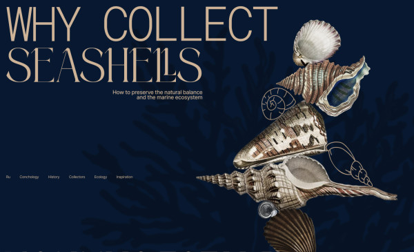why collect seashells