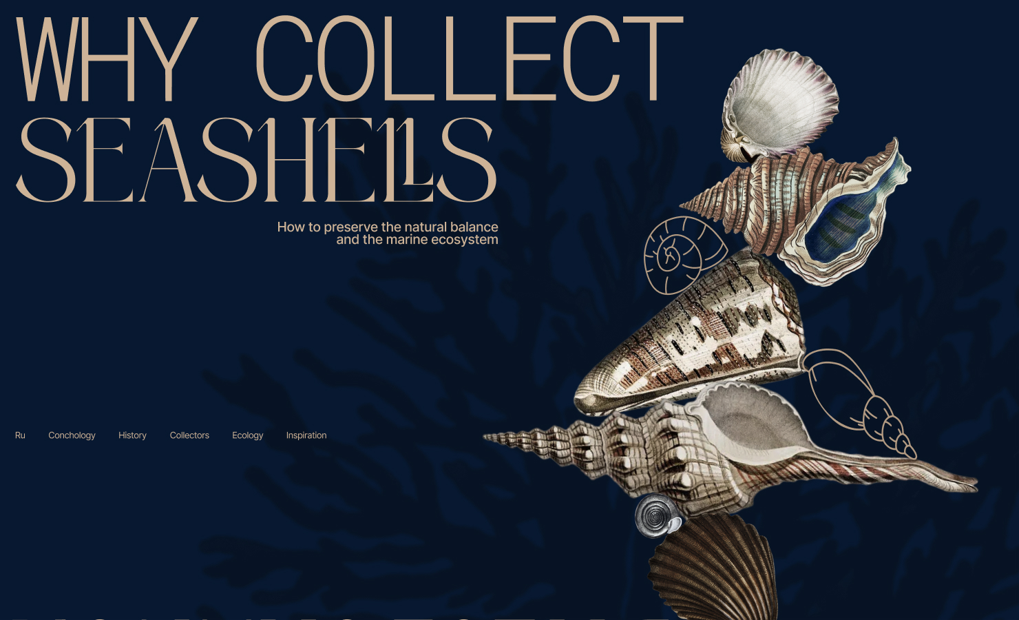 why collect seashells